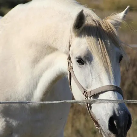 Apartamento Royal Oropesa Oropesa del Mar