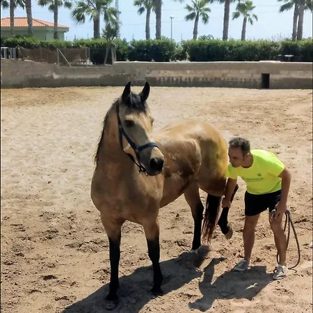 Royal Oropesa Apartment